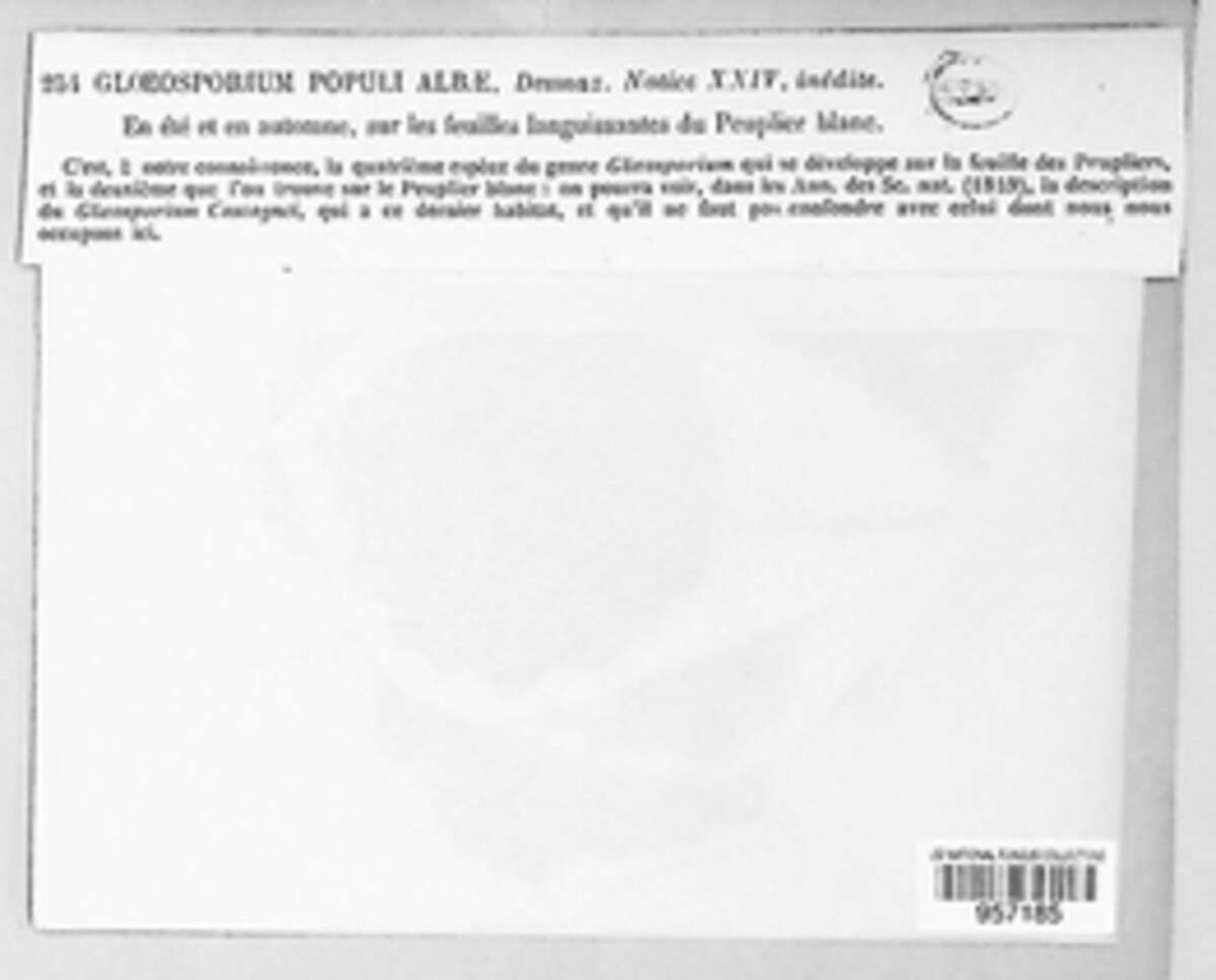 Gloeosporium populi-albae image